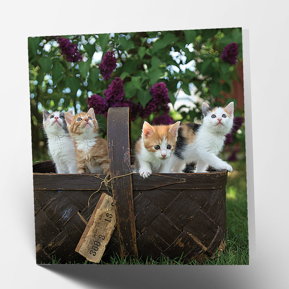 Box of Kittens Card