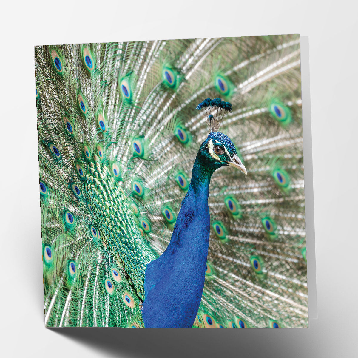Peacock Card