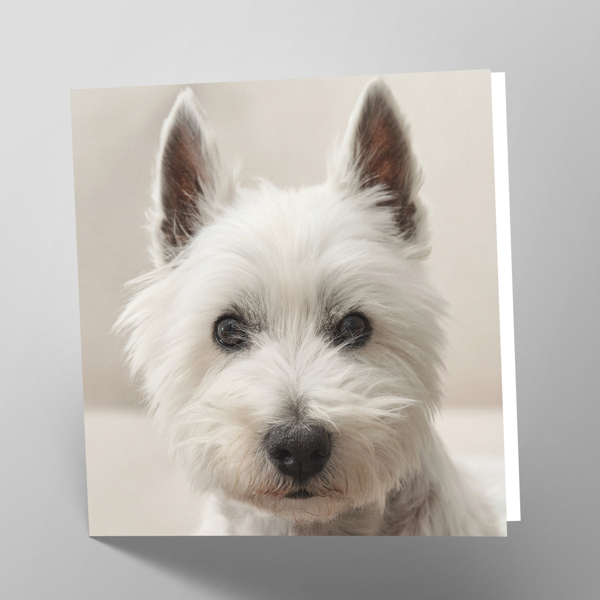 West Highland Terrier Card