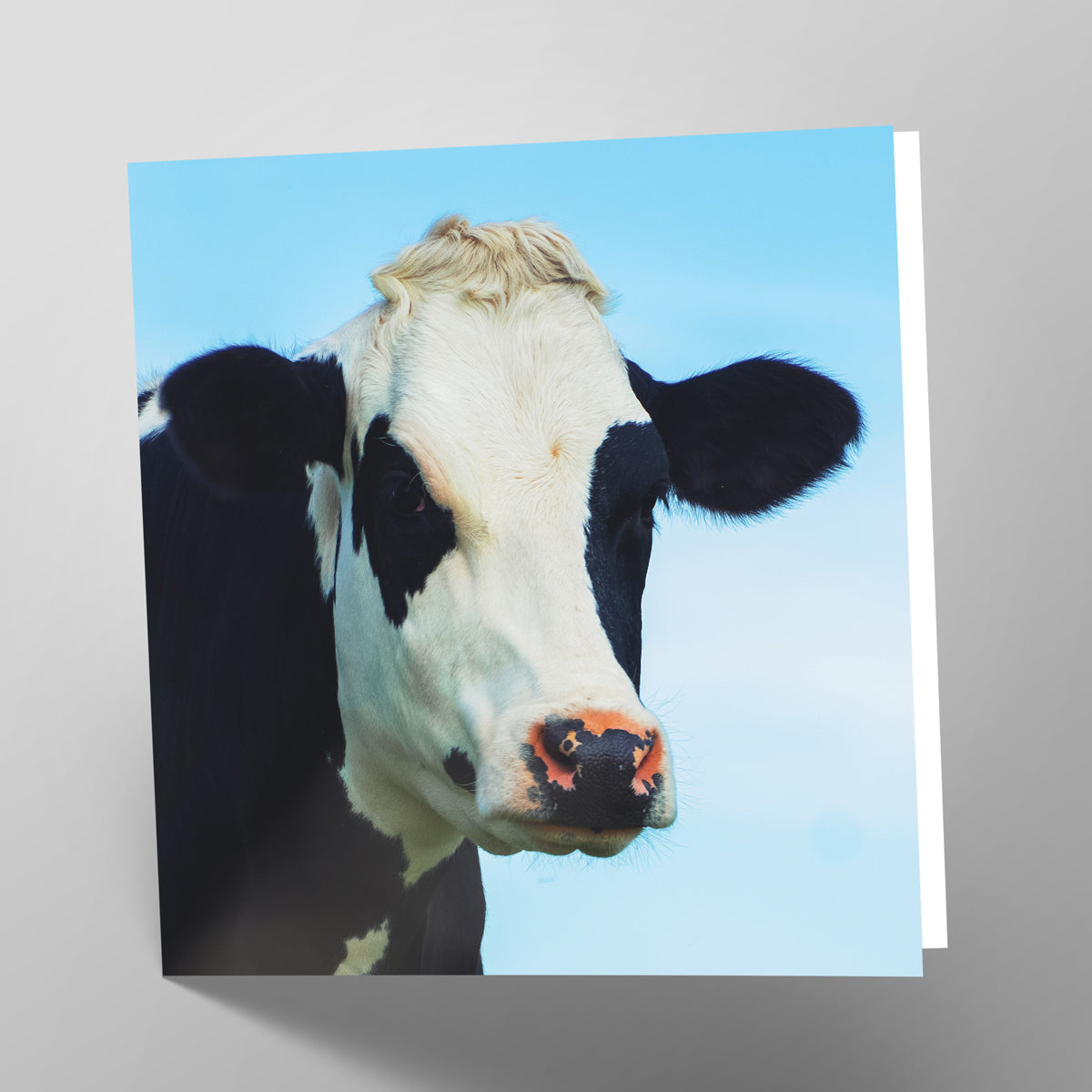 Milk Cow Card